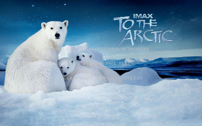 to the arctic north pole polar bear nature HD wallpaper