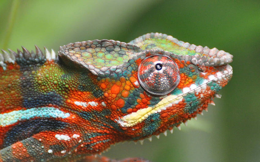 Animal Chameleon Color Lizard Focus 1920x1200 HD wallpaper