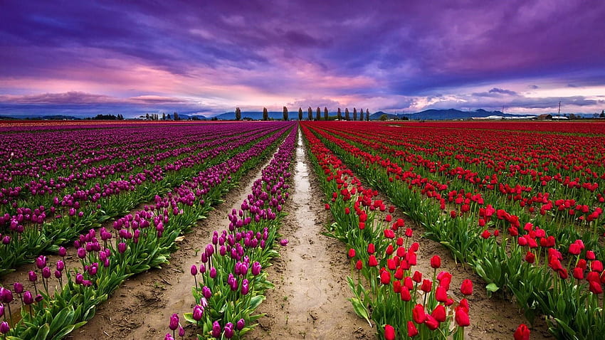 : agricultura, floreciente, florecer, bulbos, cc0, holandés, tulip bulb farm fondo de pantalla