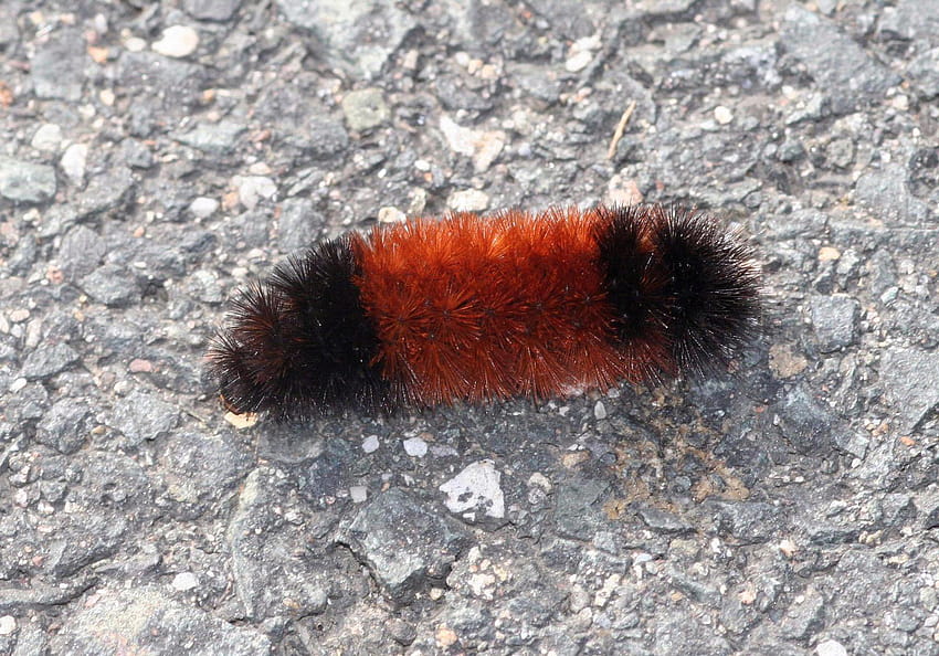 Wayly Bear Caterpillars: Предсказатели на зимното време, гъсеници на Isabella Tiger Moth HD тапет