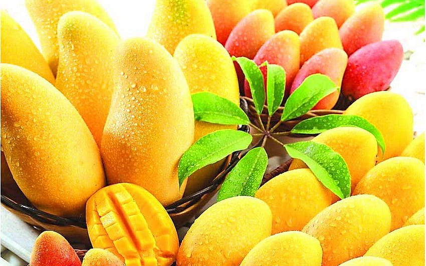 alphonso mango – Magnífico Maharashtra, alfanso mangueira cheia papel de parede HD