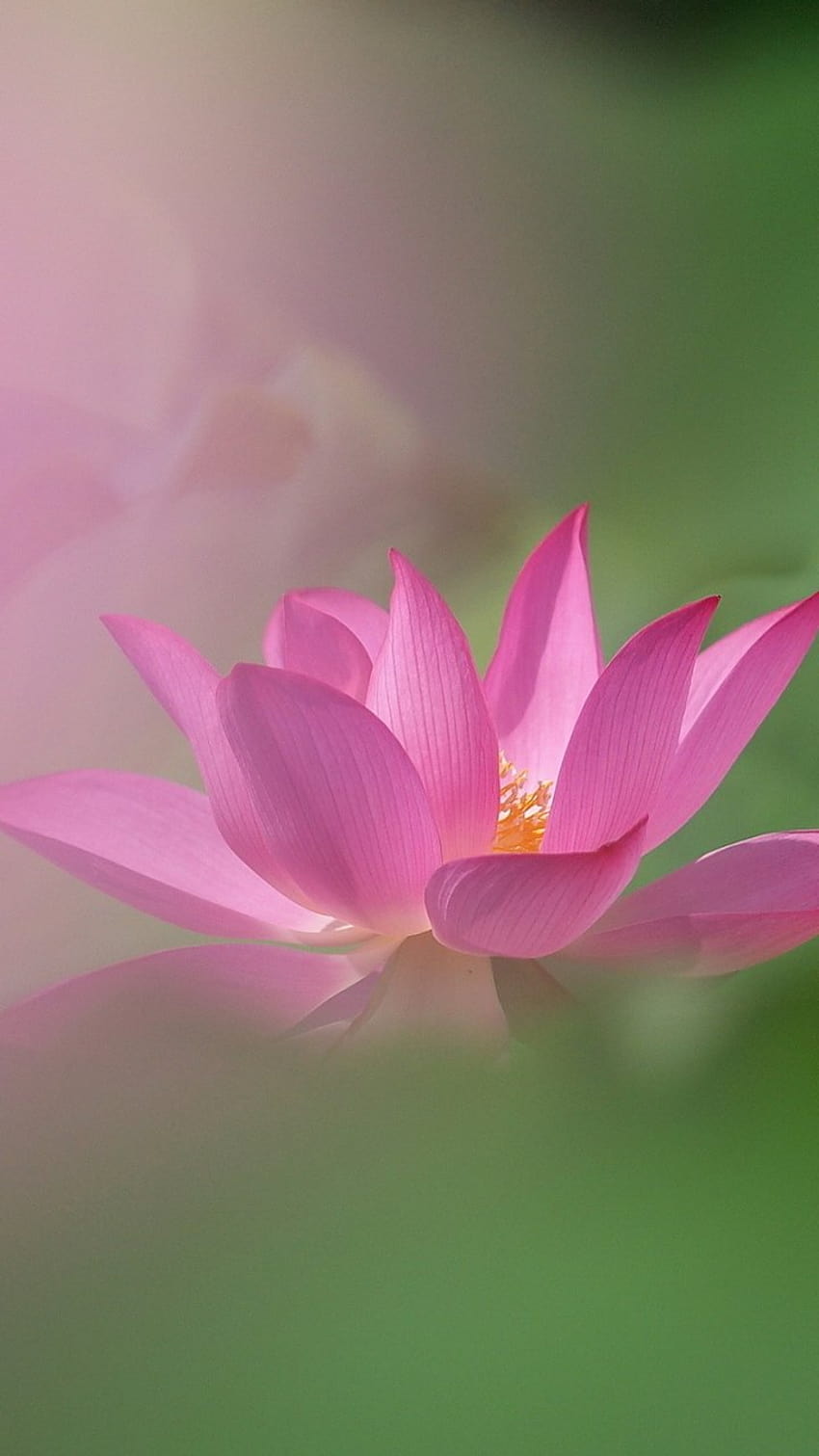 Earth/Lotus, lotus mobile HD phone wallpaper