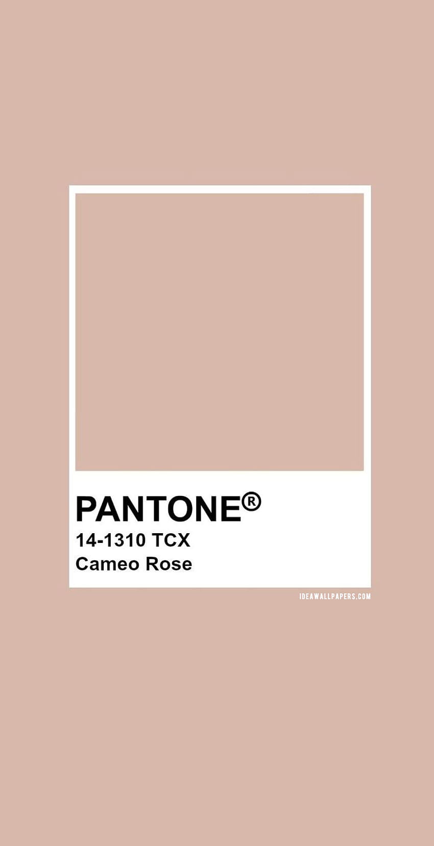 Pantone Cameo Rose : Pantone 14, cores neutras Papel de parede de celular HD