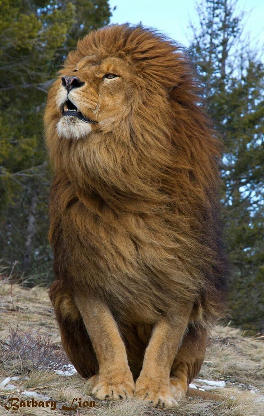 Włosy Dmuchające Lew, samiec lwa Tapeta na telefon HD