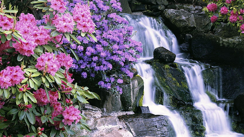 Азалии и рододендрони, градина Crystal Springs, цъфтят рододендрони HD тапет