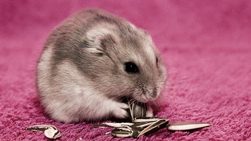 Closeup graphy of gray hamster eating sunflower seed, grey hamster HD wallpaper