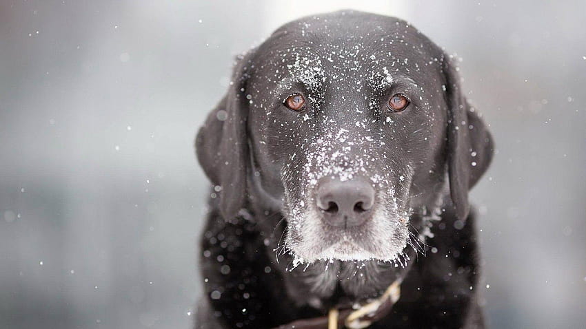 Black Dog During Winter Season HD wallpaper | Pxfuel