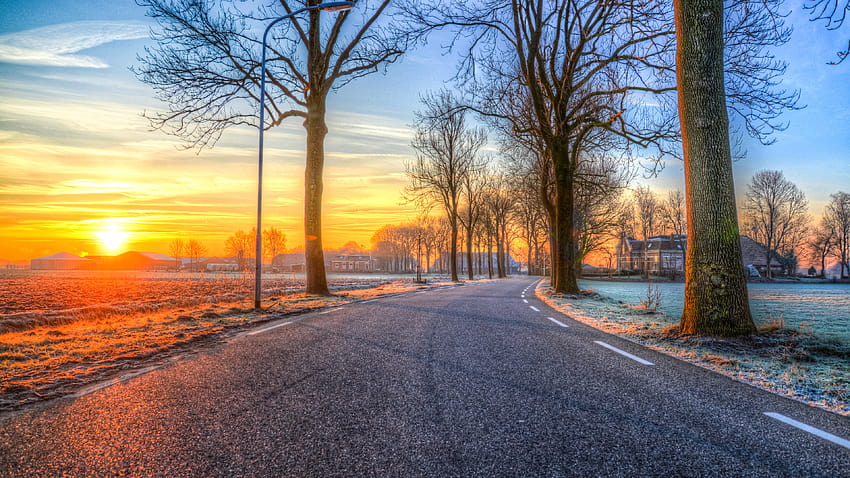 Trees On Road Both Side Morning Outdoors Nature, morning scenery HD wallpaper