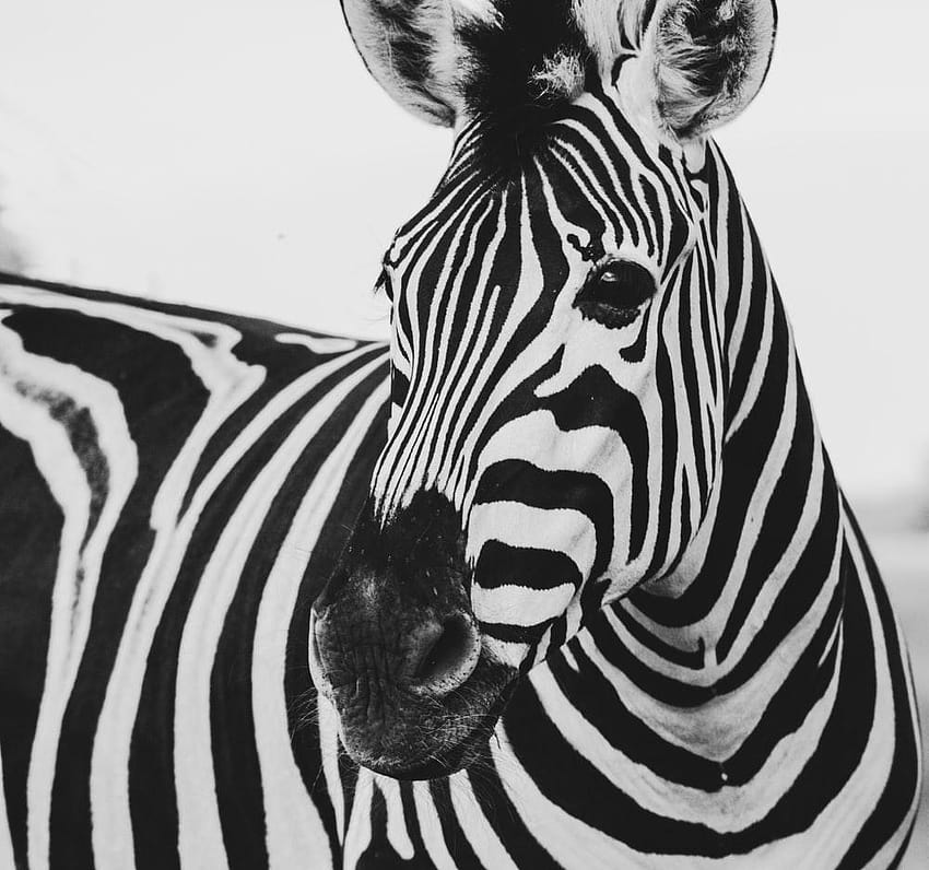 Zebra Blinds, zoe zebra HD wallpaper