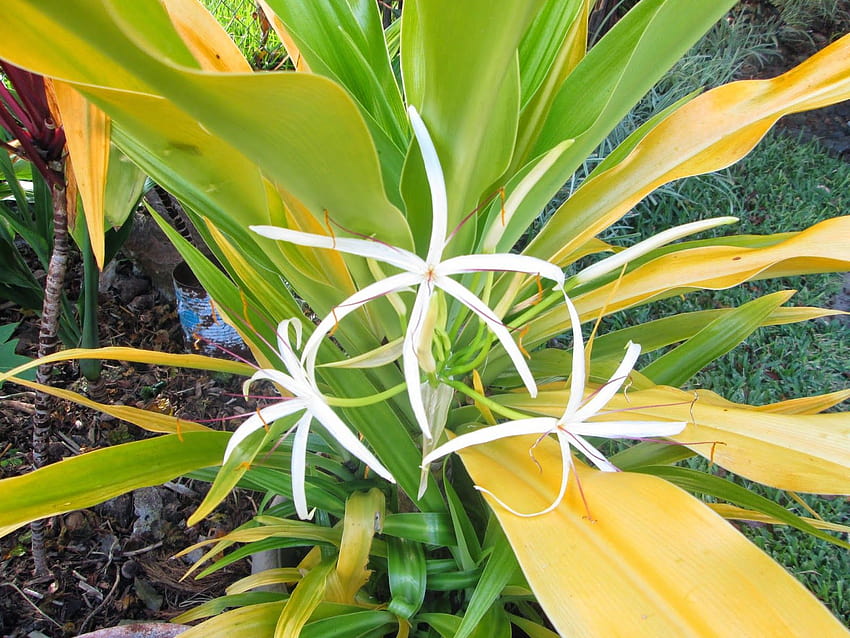 Gartennoten aus Hawaii: GOLDEN SPIDER LILY, gelbe Spinnenlilie HD-Hintergrundbild