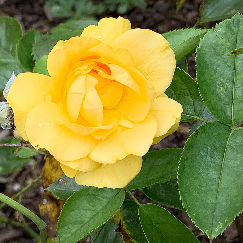 Die 10 besten Sträucher mit gelben Blüten, Pflanzen mit gelben Blüten HD-Handy-Hintergrundbild