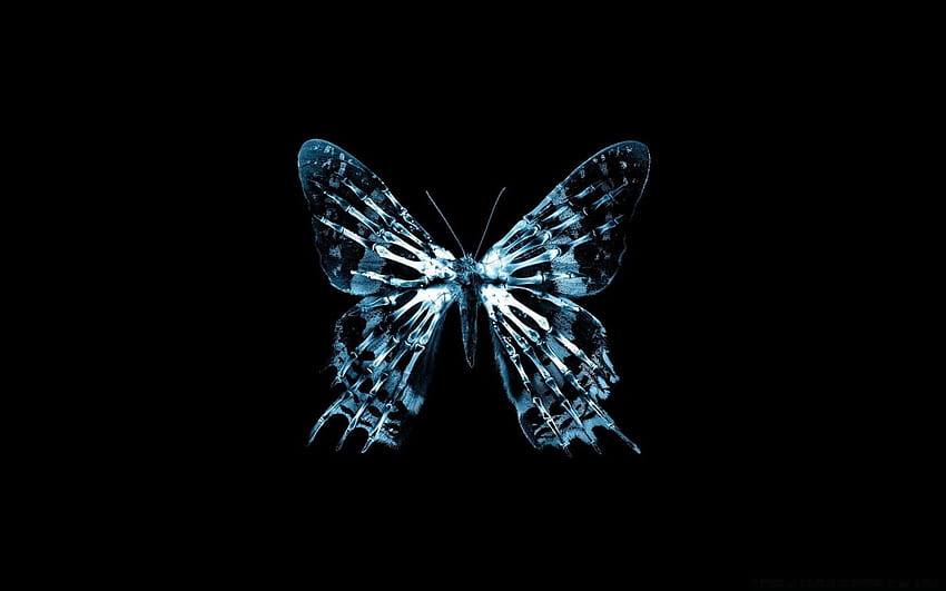 Butterfly X Ray HD wallpaper | Pxfuel
