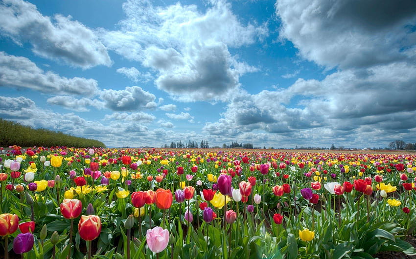 Blumengarten-Hintergründe ·①, Hintergrundgarten HD-Hintergrundbild