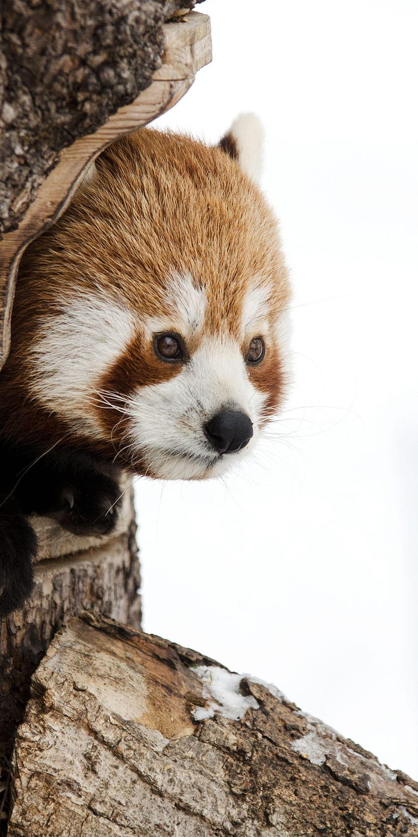 Panda vermelho, focinho, fofo, 1080x2160, padrões de panda vermelho Papel de parede de celular HD