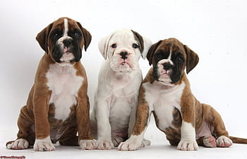 are boxers related to bulldogs
