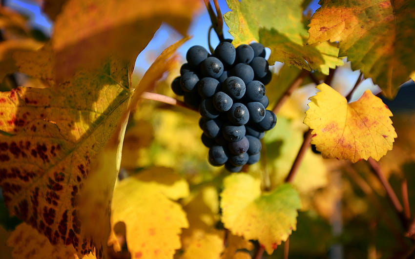 grapes, autumn, grape harvest, yellow grape leaves, fruits with resolution 1920x1200. High Quality, autumn grapes HD wallpaper