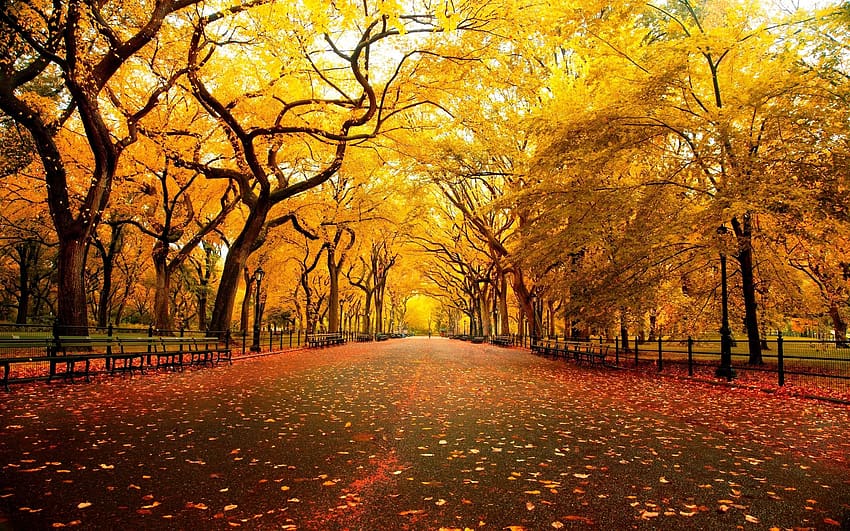 otoño, árboles dorados, parque fondo de pantalla