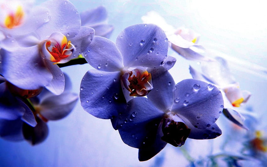 Purple Orchid, blue orchid HD wallpaper
