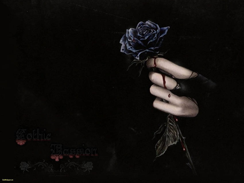 Black Rose, single rose in darkness HD wallpaper