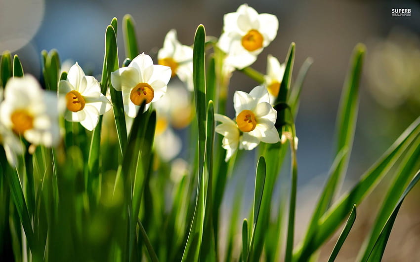 Flower: White Spring Flowers Lovely Petals Pretty Daffodils Nature HD wallpaper