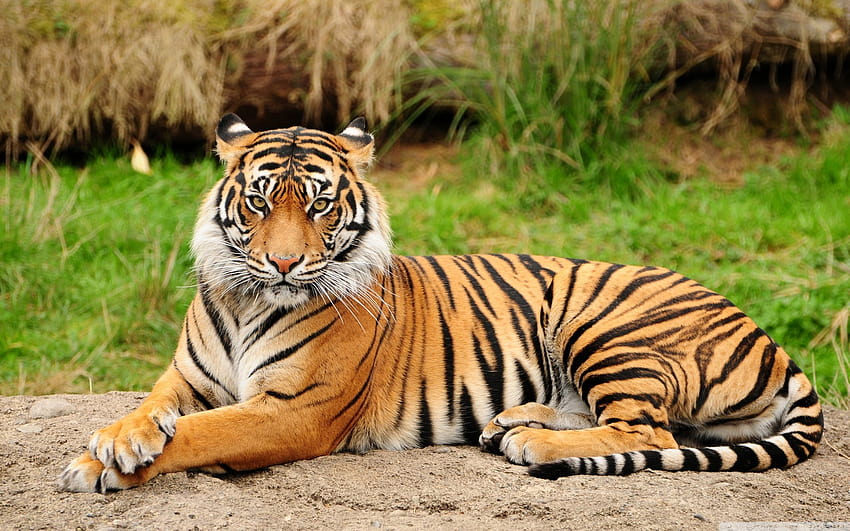 7 Tiger, harimau amoled HD wallpaper