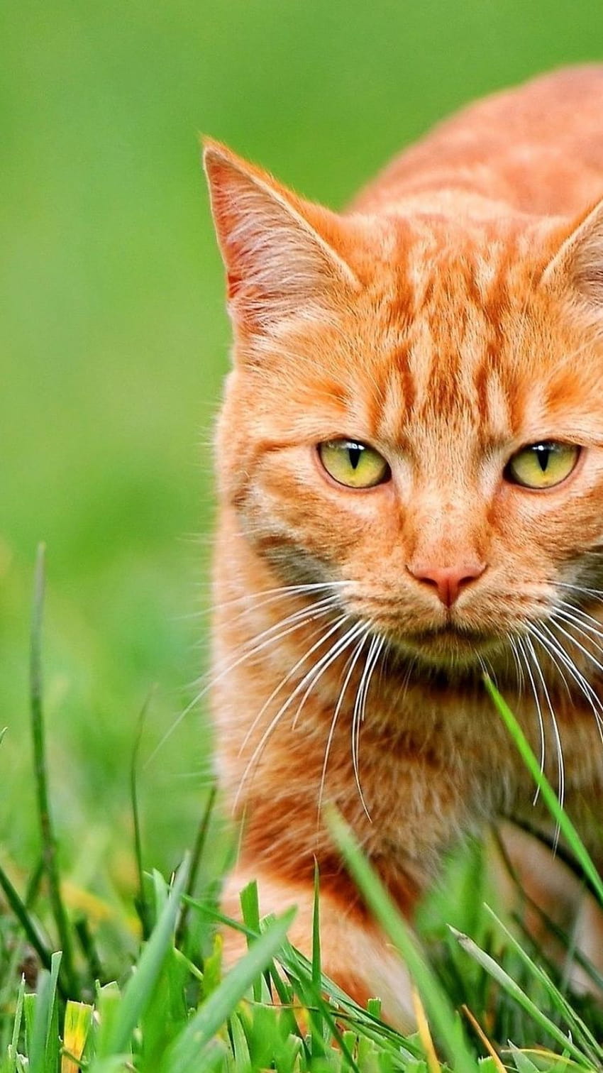 Tabby-Katze gepostet von Samantha Tremblay, orangefarbene Tabby-Katze HD-Handy-Hintergrundbild