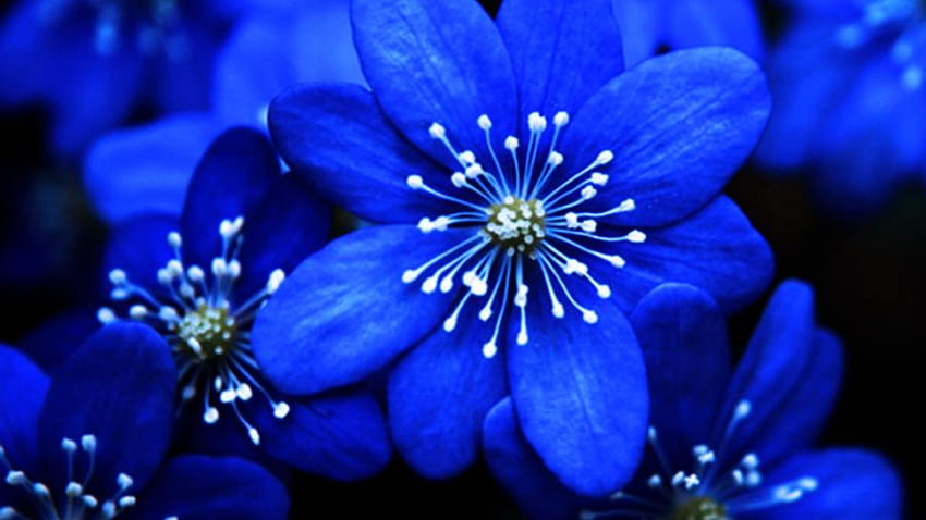 Blue flower names HD wallpaper | Pxfuel