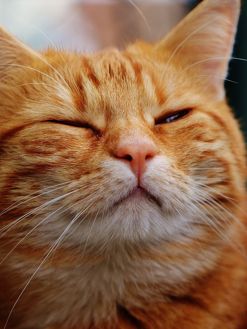 gato atigrado naranja Peakpx [4512x3000] para tu móvil y tableta fondo de pantalla del teléfono