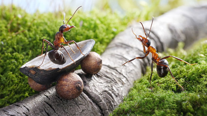 Мравки lolita777 Слънчогледово семе Клони 2560x1440, животно мравка HD тапет