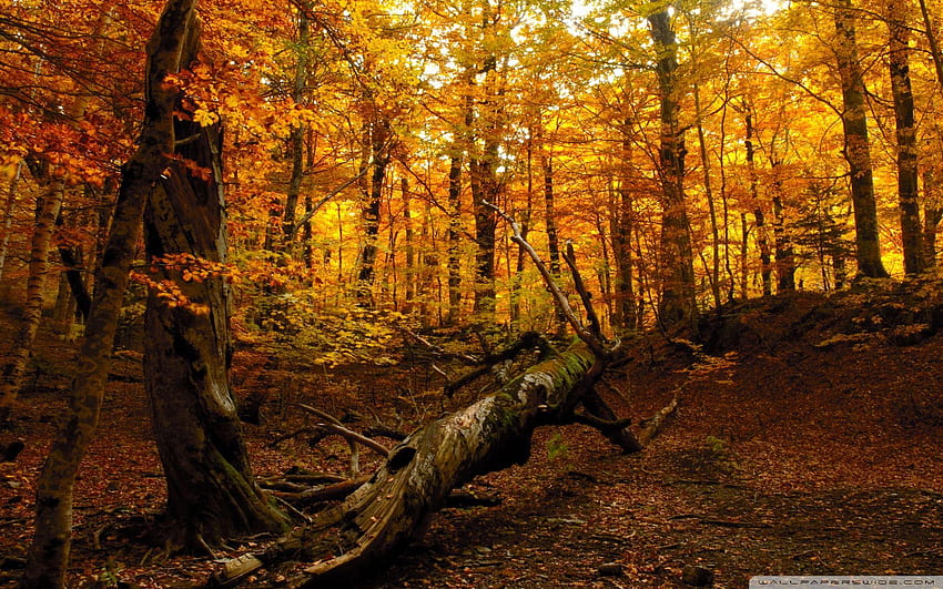 5 Autumn Forest, misty autumn forest HD wallpaper | Pxfuel