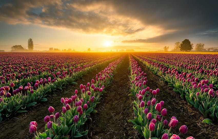 pole, niebo, słońce, światło, zachód słońca, świt, tulipany, różowy, dużo, szeregi, łóżka, plantacja, Tulipan , sekcja пейзажи, pole tulipanów o świcie Tapeta HD