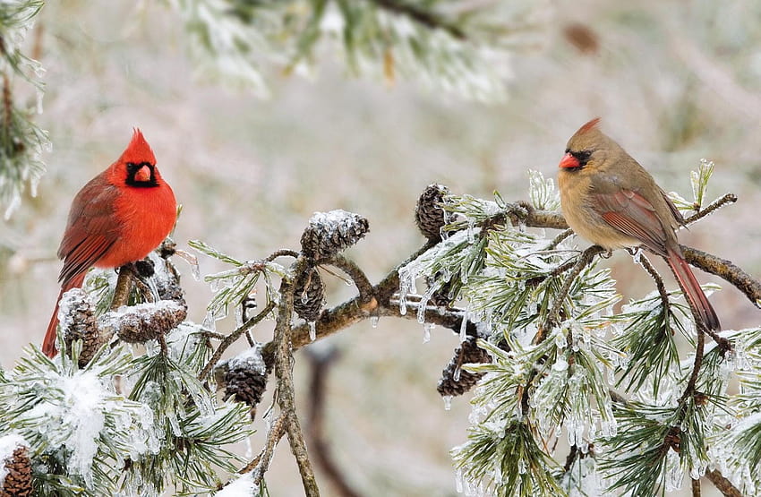 Male and Female Northern Cardinals in Winter Tree, cardinal in winter HD wallpaper