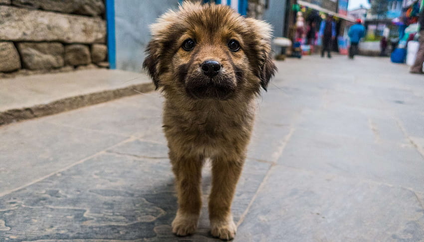 3101382 / 愛らしい, 動物, 茶色, 犬, かわいい, かわいい犬, 犬, 犬, 少し, ネパール, 子犬, 子犬, 小さい, 通りの犬, 若い 高画質の壁紙