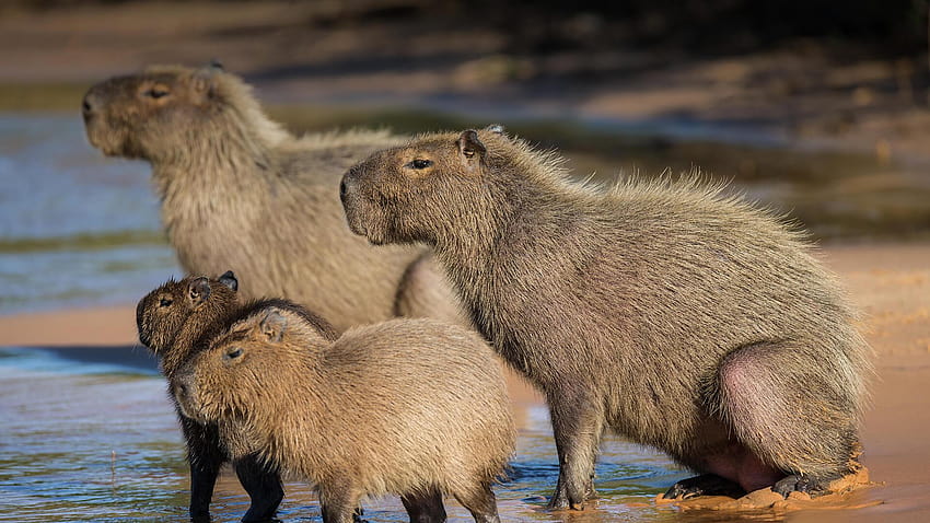 Capybara , Tier, HQ Capybara, nutria HD-Hintergrundbild