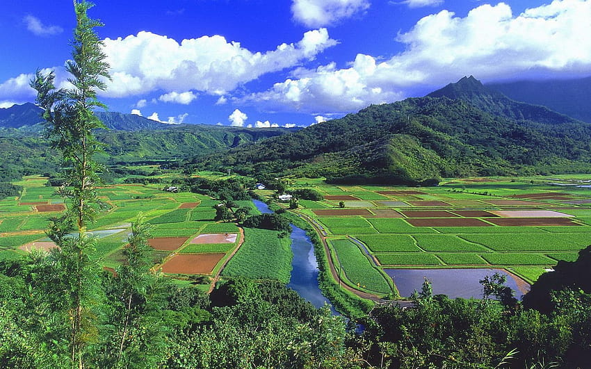 Pole ryżowe, obszar wiejski, wypas, roślinność, pole MacBook Pro 13, hanalei Tapeta HD