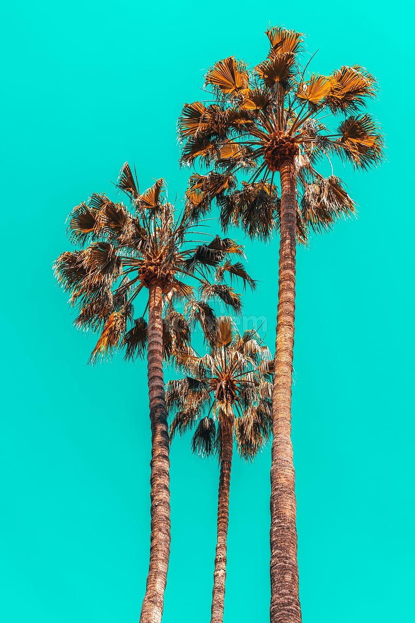 Palm Spring Trees Breezy Palm California Laguna Beach Sunny California Palm Tree Leaves, California Palm Springs iphone Tapeta na telefon HD