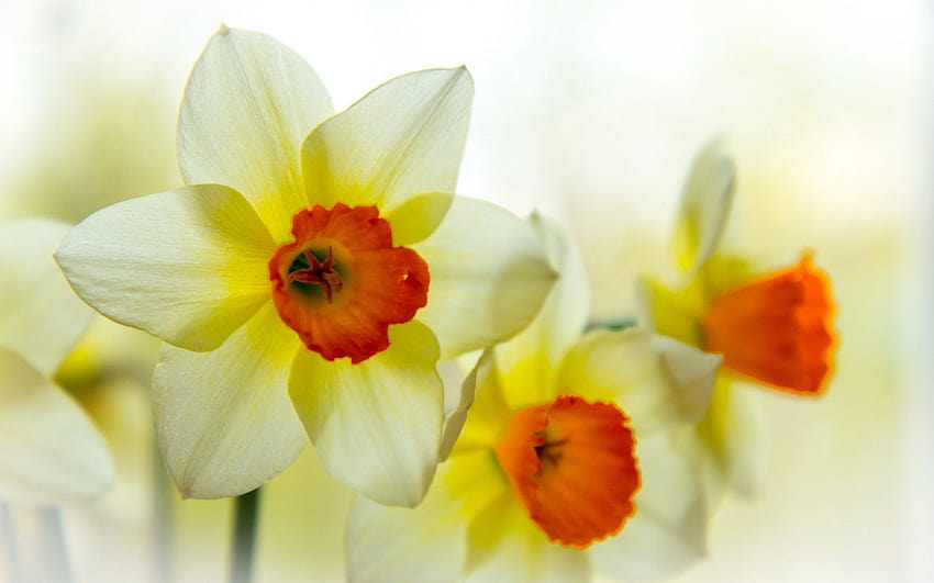 yellow daffodils flowers spring HD wallpaper