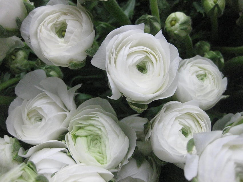การจัดดอกไม้ของเฮเลนเจน: กุมันธ์ 2555 รานังคูลัสสีขาว วอลล์เปเปอร์ HD