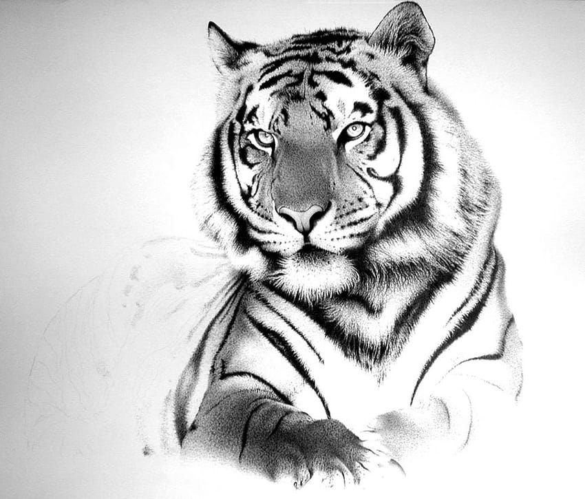Tiger sketch illustration vector on white background  CanStock