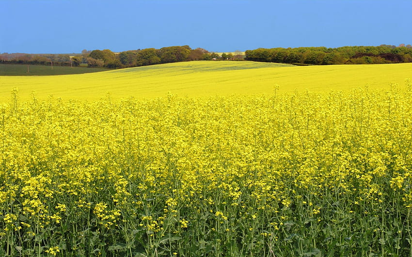 Alam: Ladang Rapeseed, no. 56305 oleh Lapangan kanola kuning yang lebih besar Wallpaper HD