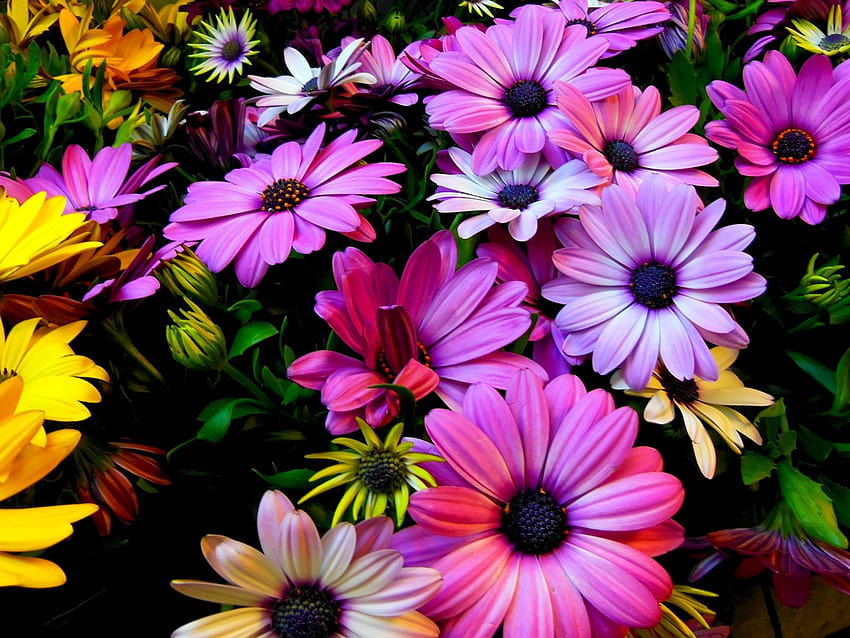 Spring Flowers For Osteospermum African Daisies Flowers Pink Purple And Yellow Color 4604x2590 : 13, pink spring flowers HD wallpaper