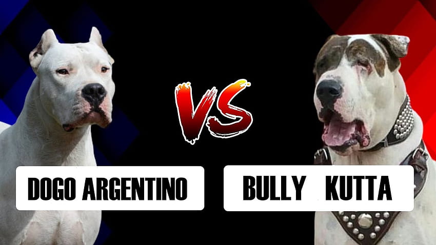 Dogo argentino VS Bully kutta HD wallpaper