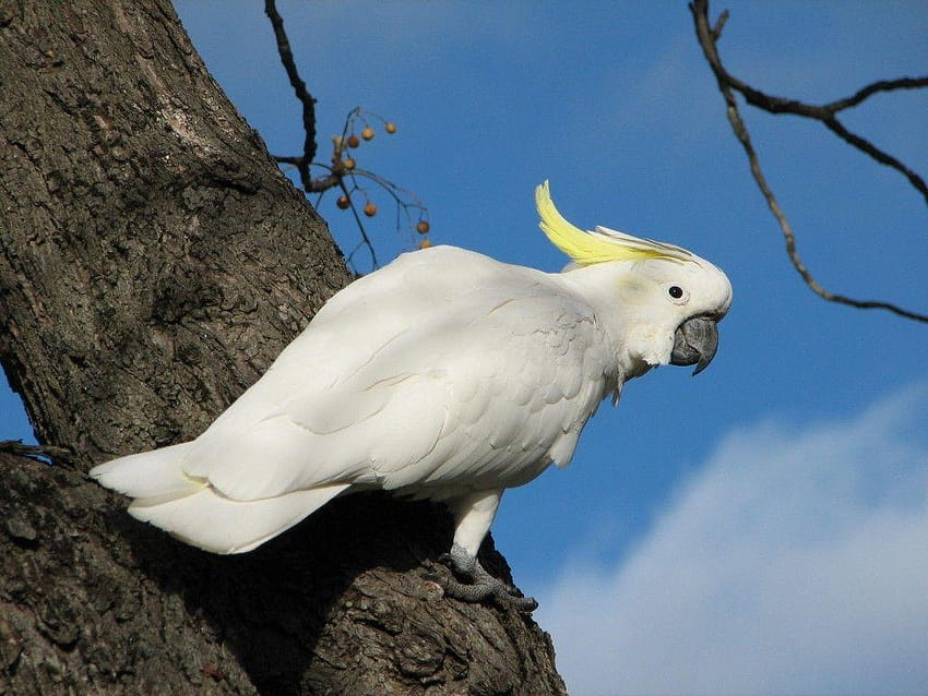Yellow Crested Cockatoo 21297 HD wallpaper