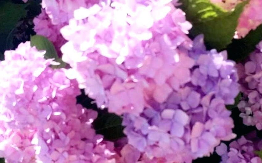 Neue ästhetische Blumen in Pastellrosa HD-Hintergrundbild