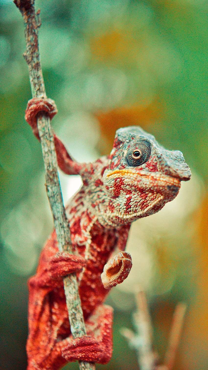 Chameleon posted by Sarah Peltier, animal chameleon HD phone wallpaper