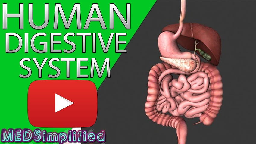 HUMAN DIGESTIVE SYSTEM Made Easy HD wallpaper