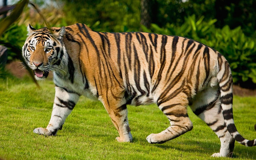 Tigre animal, tigre real de bengala fondo de pantalla