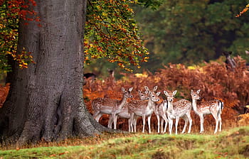 Cute Winter Background with Deer​