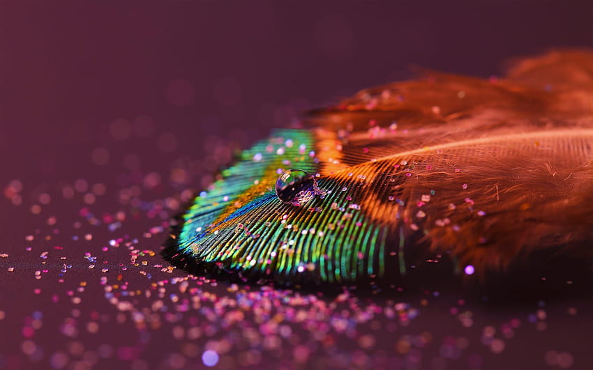 Drop feather rainbow, peacock feather HD wallpaper