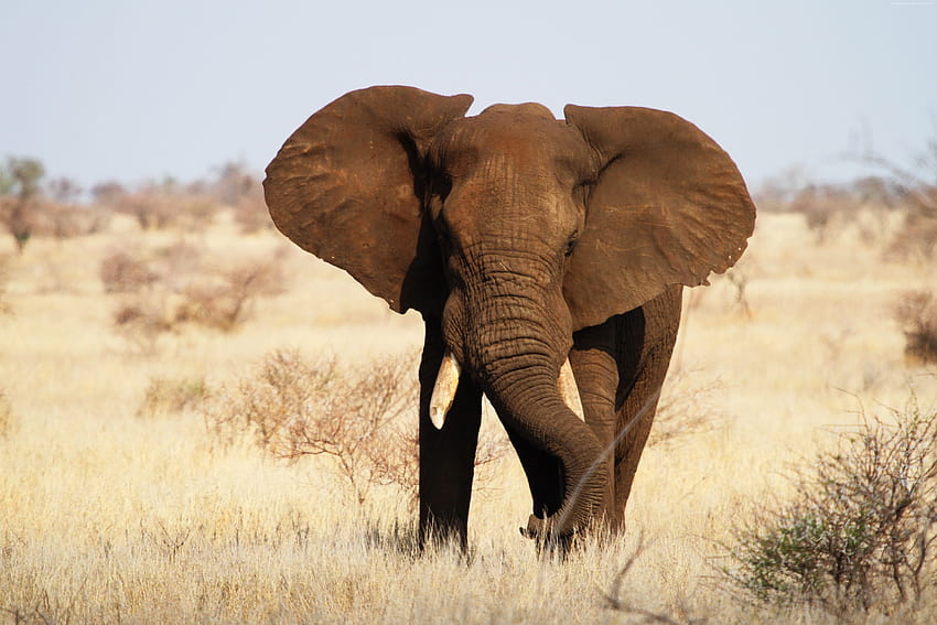 Elephant, Kruger National Park, Africa, wildlife HD wallpaper